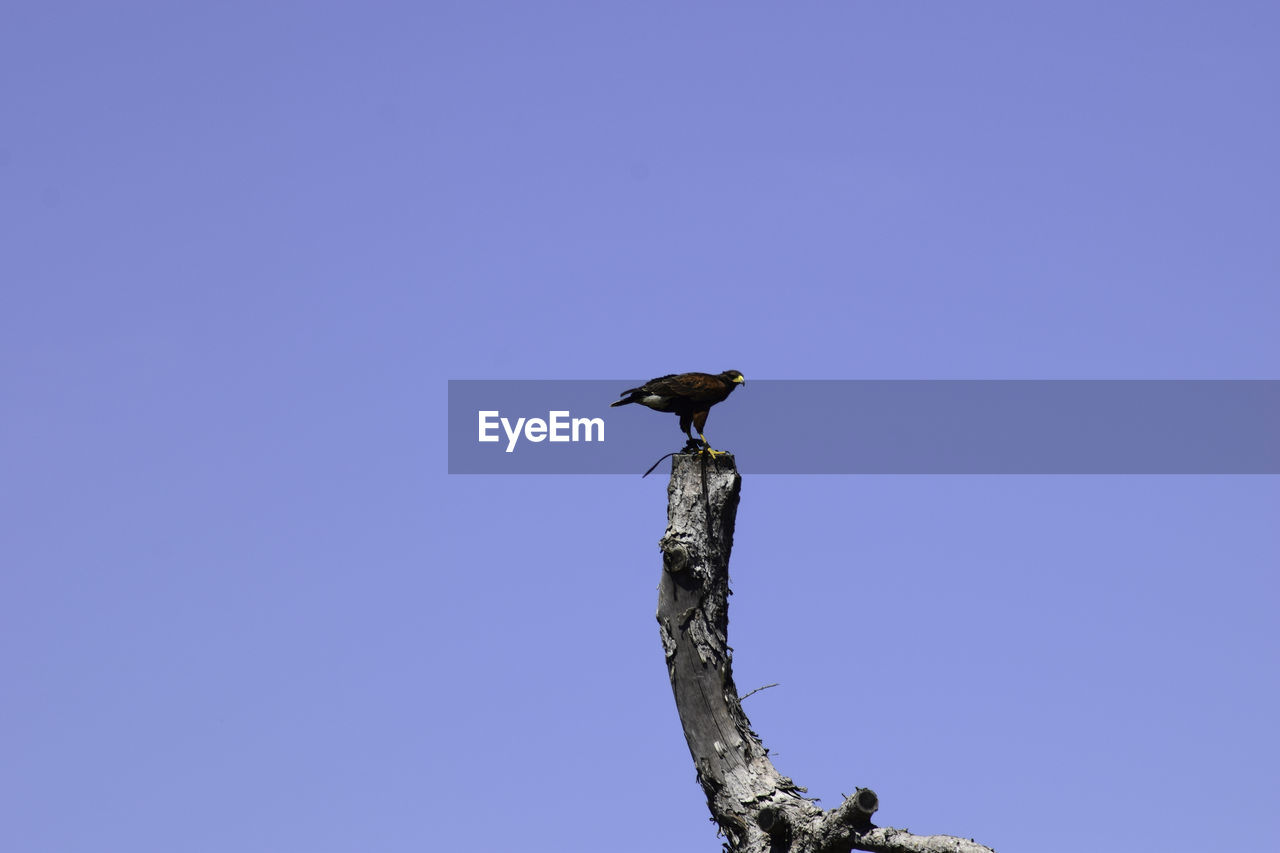BIRD PERCHING ON A TREE