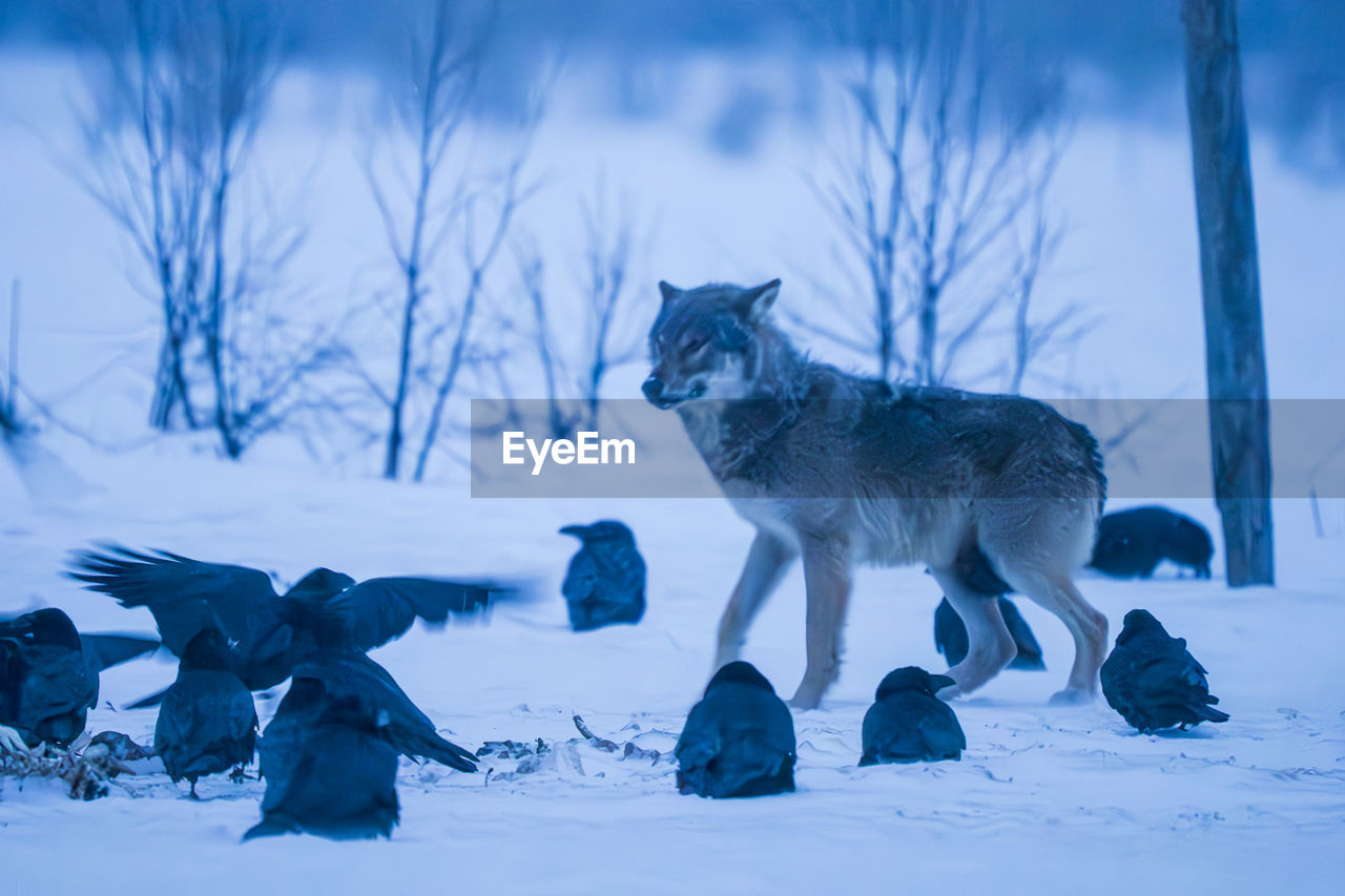 winter, animal, snow, animal themes, cold temperature, mammal, animal wildlife, wolf, wildlife, nature, dog, environment, group of animals, no people, tree, landscape, land, outdoors, beauty in nature, domestic animals, frozen, full length, pet, side view