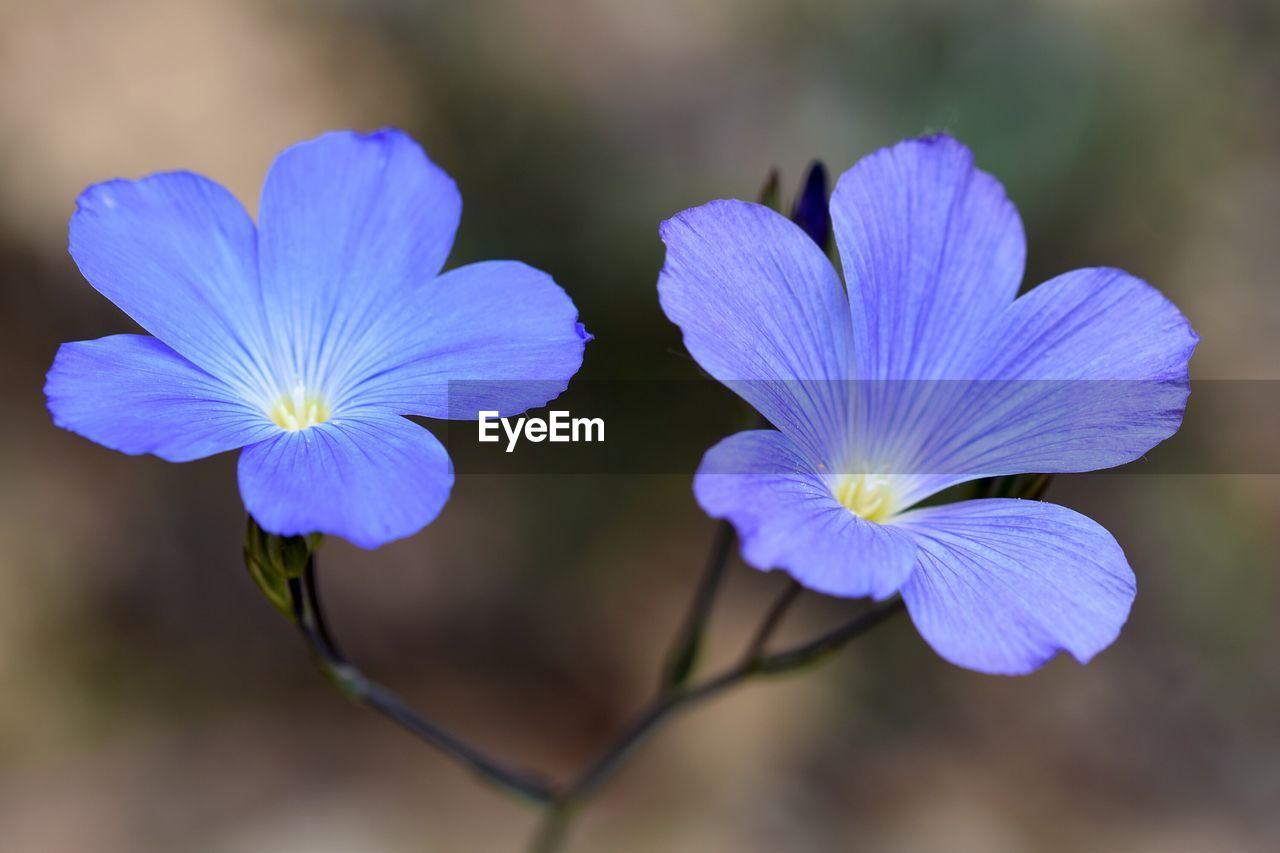 Close-up of purple flower