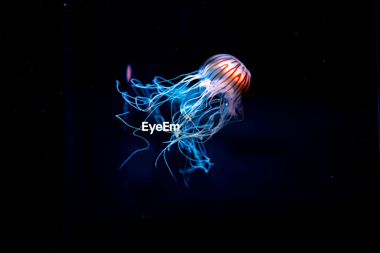 Close-up of jellyfish swimming in sea