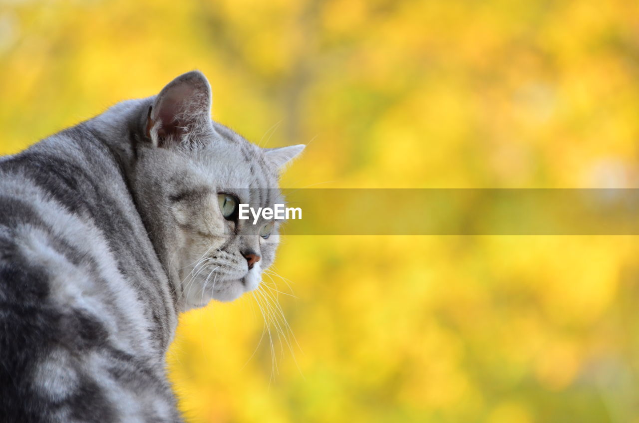 Close-up portrait of cat