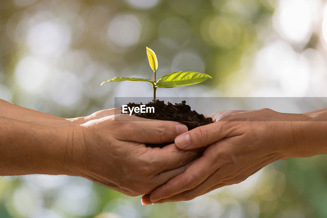 Cropped image of hands giving seedling to person