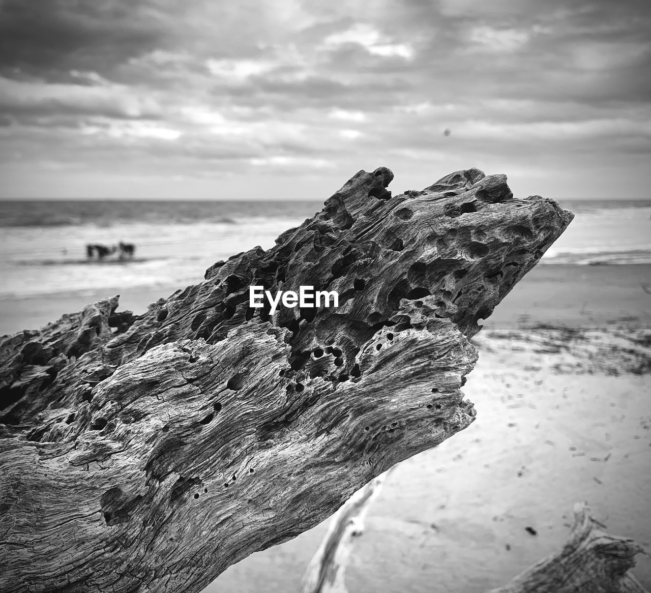 DRIFTWOOD ON BEACH