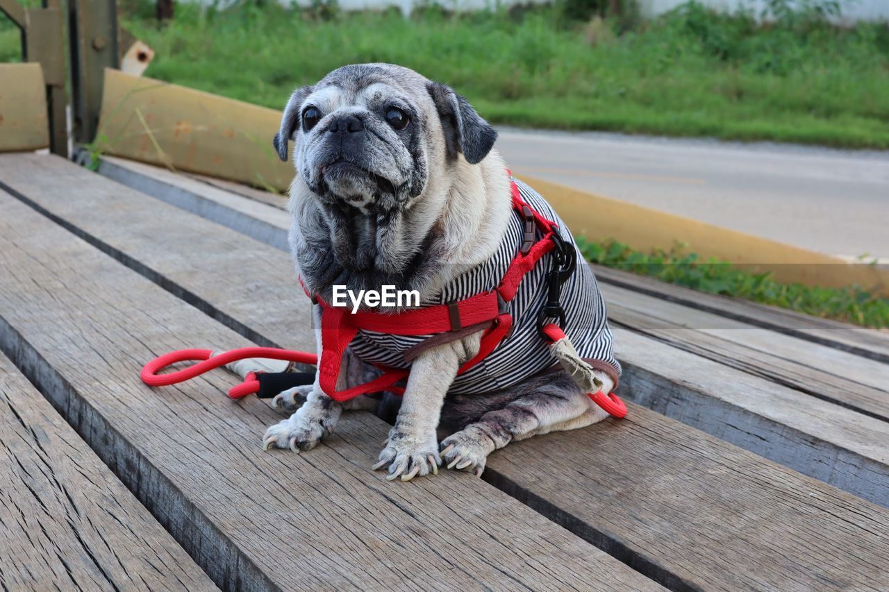 Portrait of dog on boardwalk