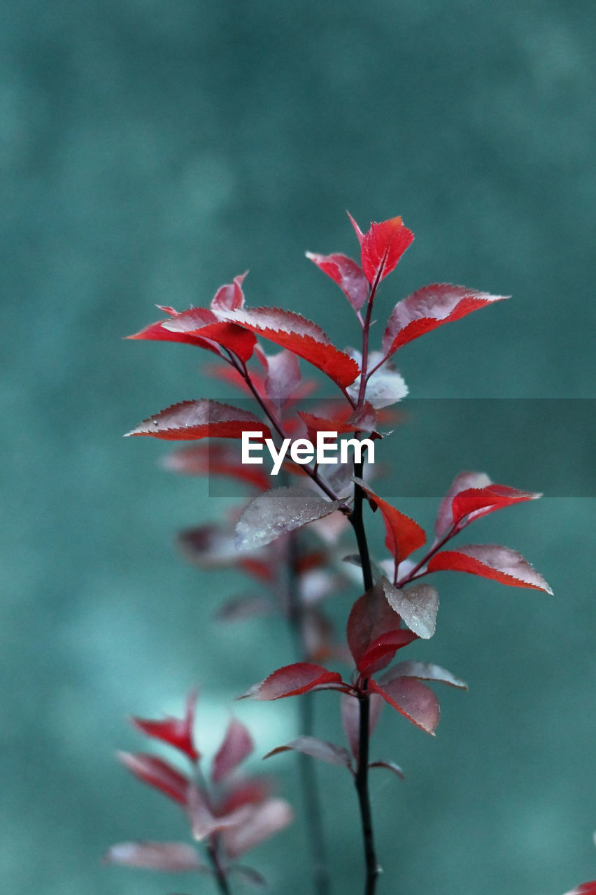 Close-up of red maple leaves on plant during autumn