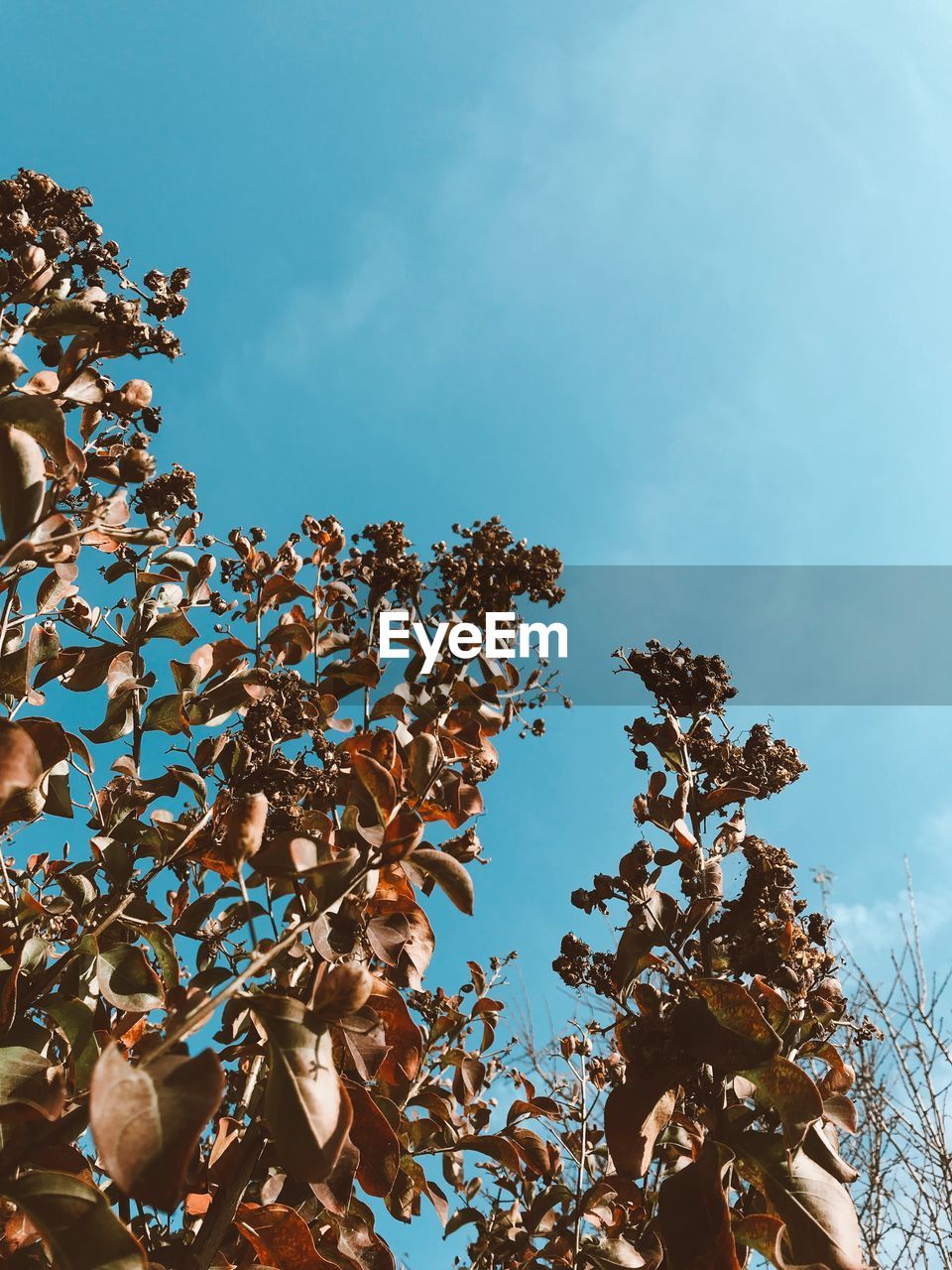 Low angle view of tree against blue sky