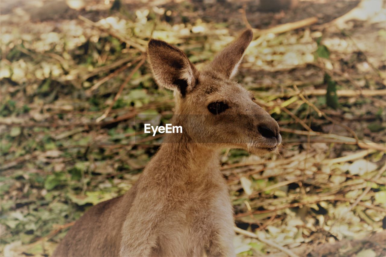 CLOSE-UP PORTRAIT OF DEER