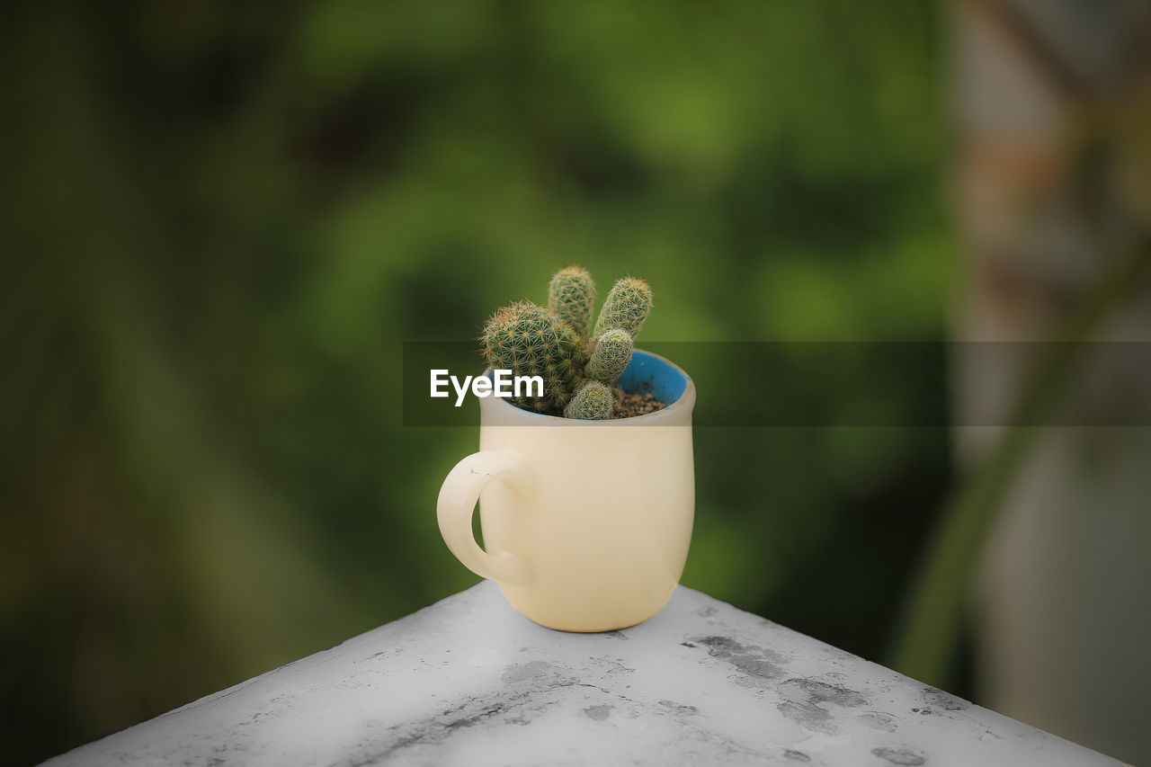 Close-up of potted plant on table