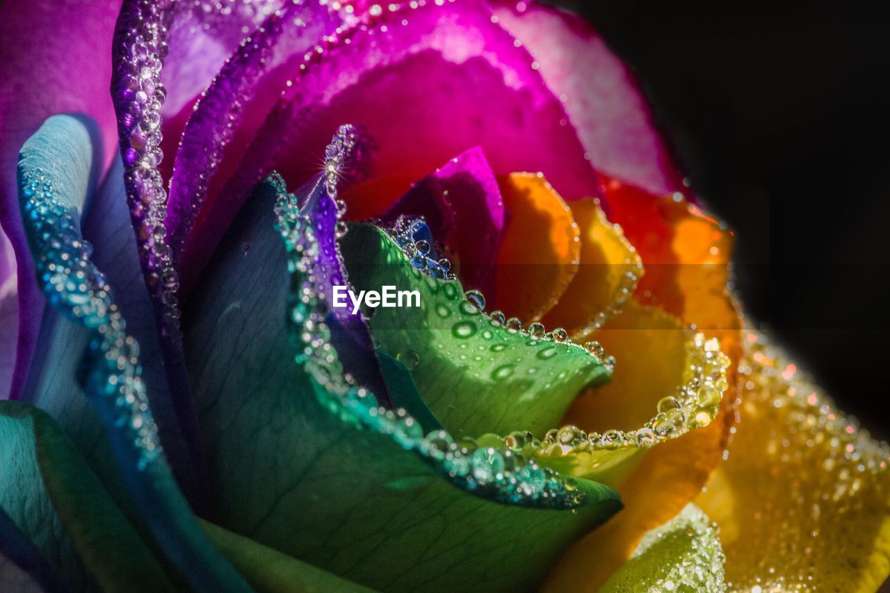 CLOSE-UP OF MULTI COLORED FLOWER