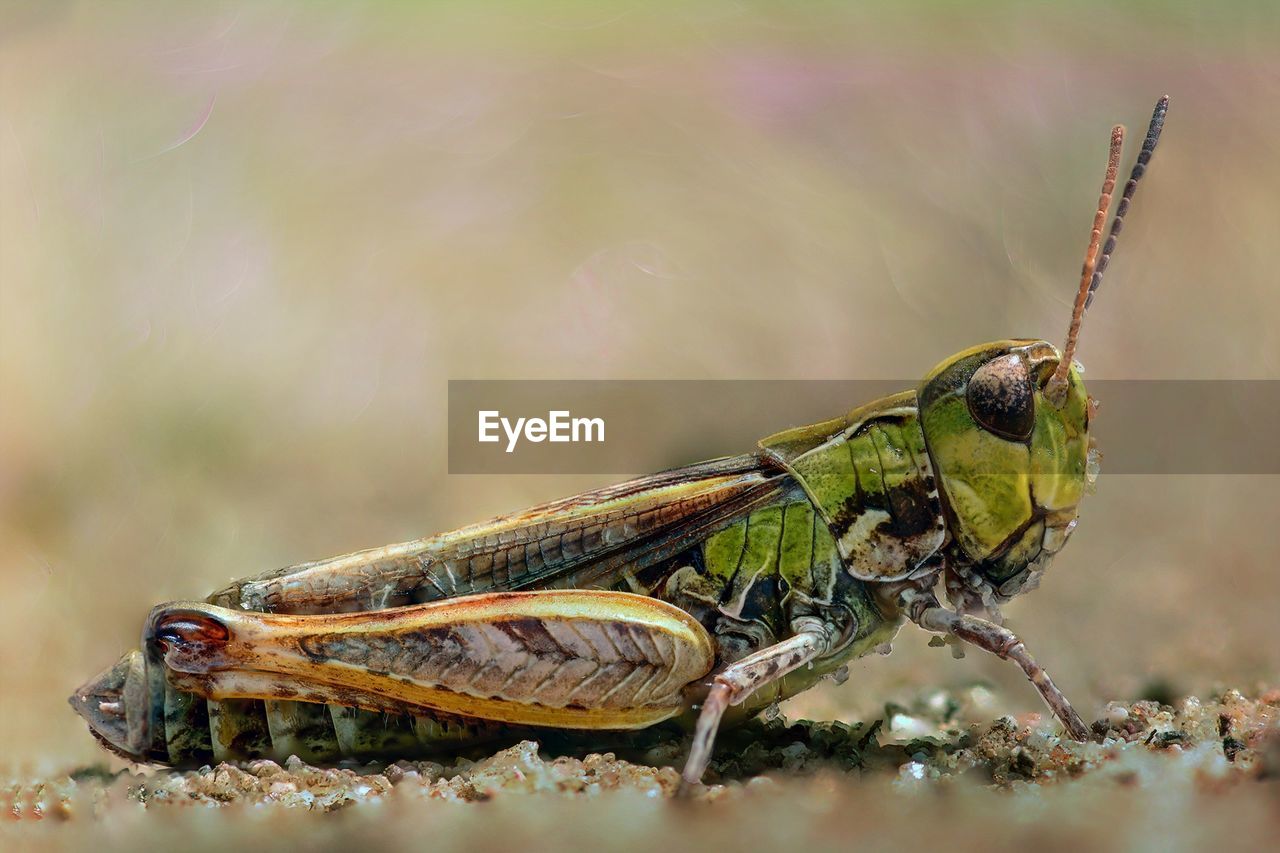 CLOSE-UP OF GRASSHOPPER