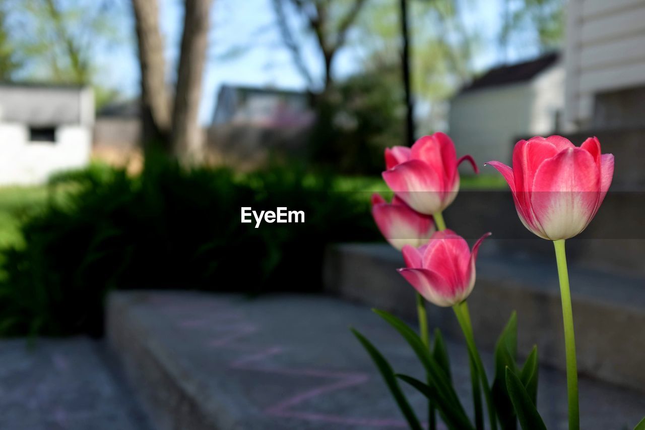 CLOSE-UP OF PINK FLOWERING PLANTS