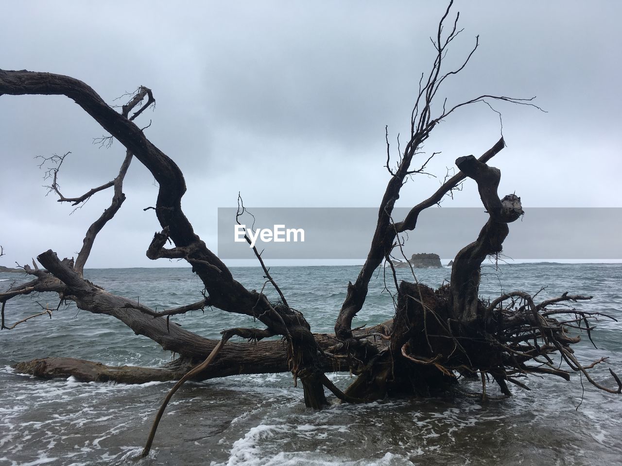 DEAD TREE AGAINST SEA