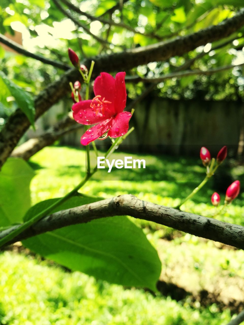 CLOSE-UP OF RED ROSE FLOWER