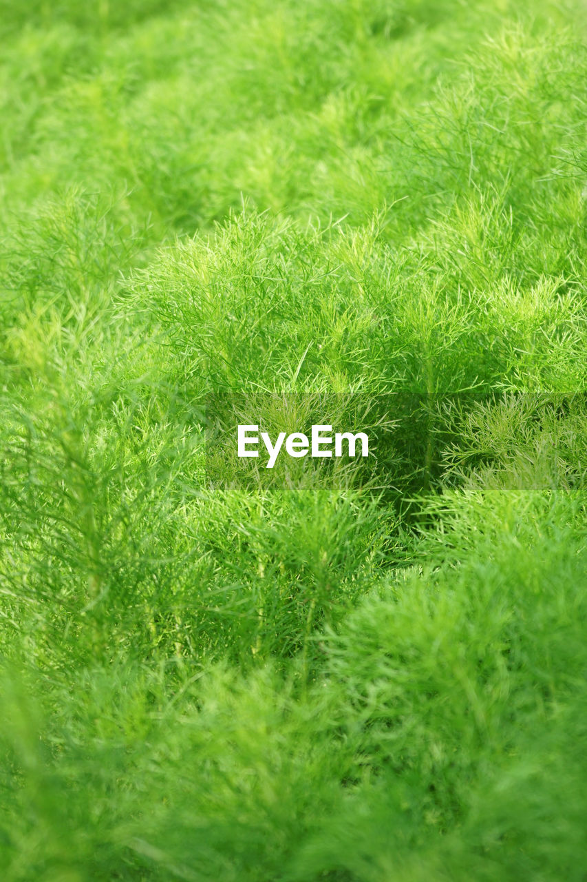 Full frame shot of fresh green grass