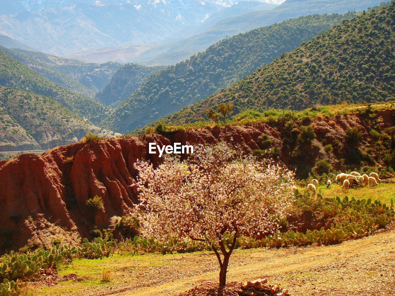 Scenic view of landscape and mountains