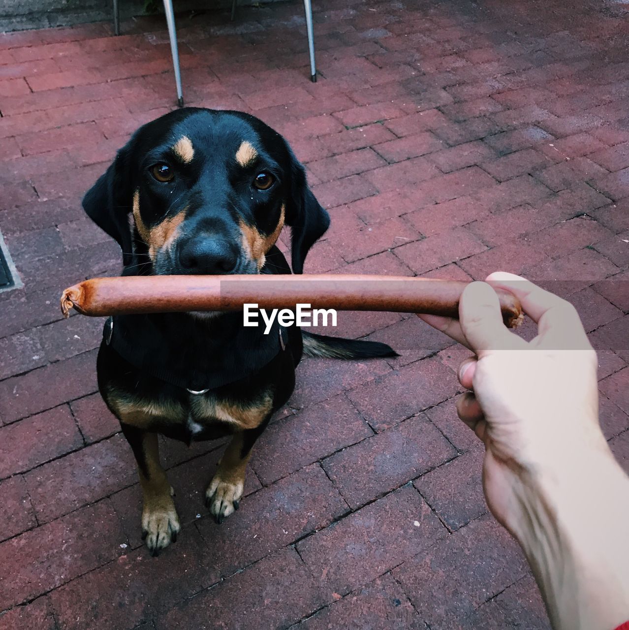 Cropped hand of woman feeding sausage to dog