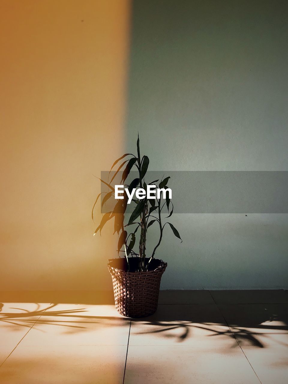 Plant - yellow 