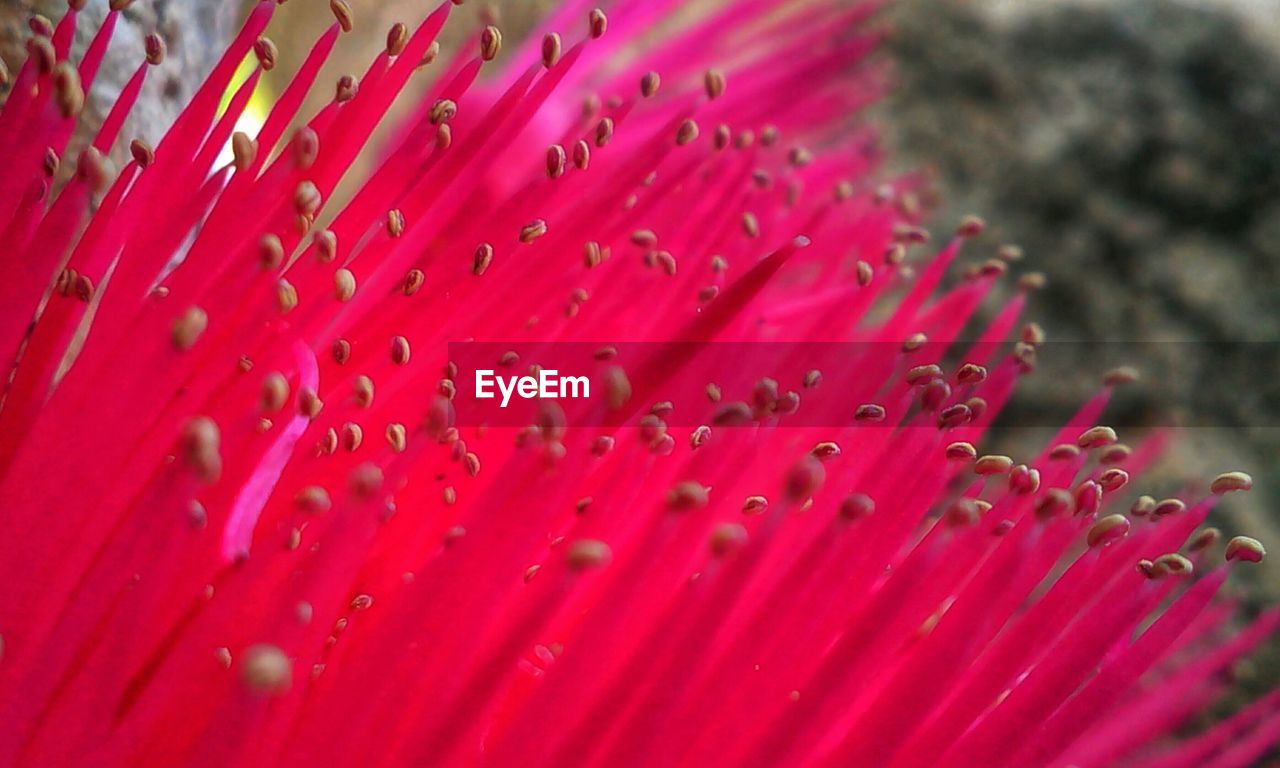 Close-up of pink flowers blooming in park