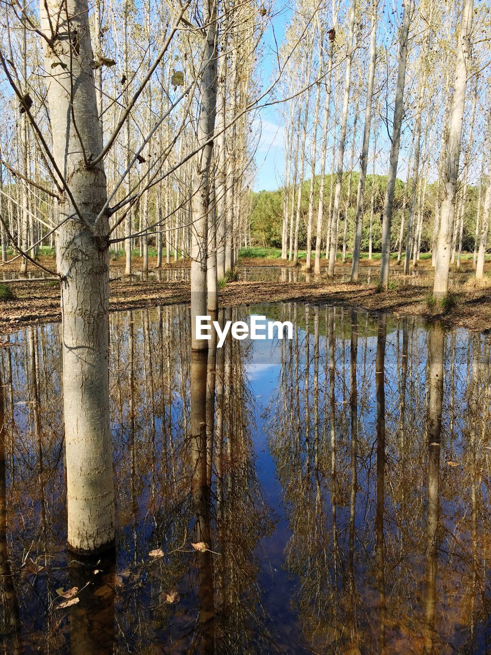 REFLECTION OF TREES ON LAKE