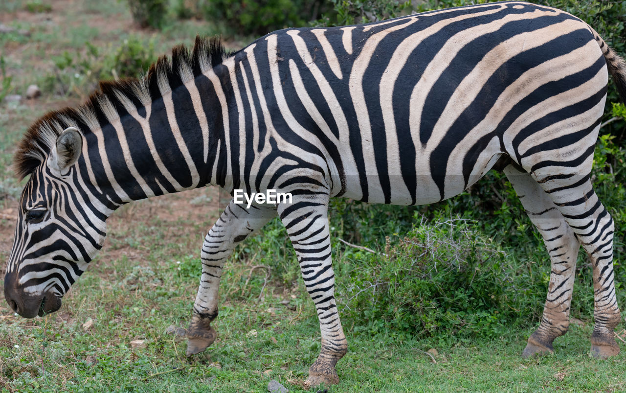 animal, animal themes, striped, zebra, animal wildlife, mammal, wildlife, safari, no people, plant, nature, grass, animal markings, tourism, herbivorous, one animal, domestic animals, zoo, travel destinations, field, land, outdoors, pattern, day, standing, white, grazing, wildlife reserve, black