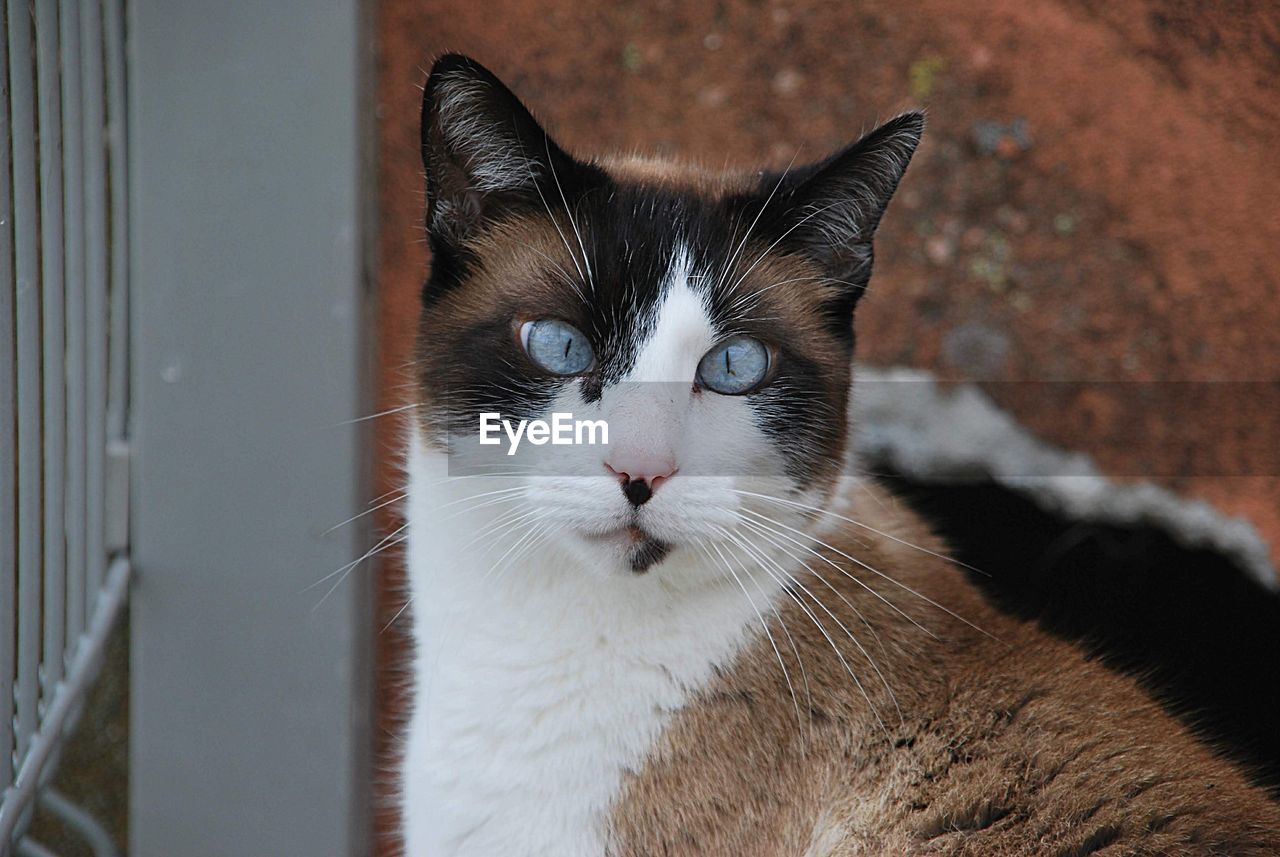 Close-up portrait of a cat