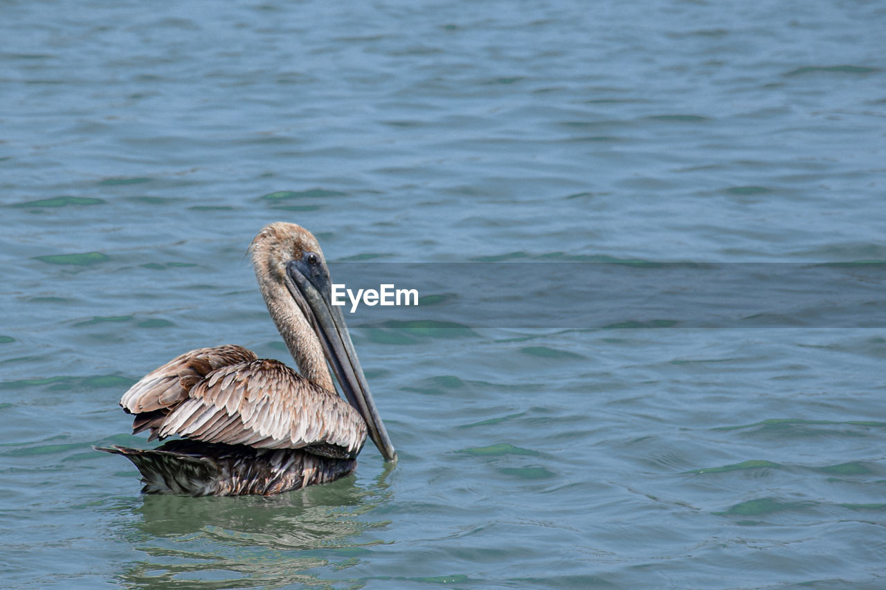 pelican, animal themes, animal, animal wildlife, water, wildlife, bird, one animal, seabird, no people, nature, lake, day, swimming, outdoors, waterfront, beak, rippled