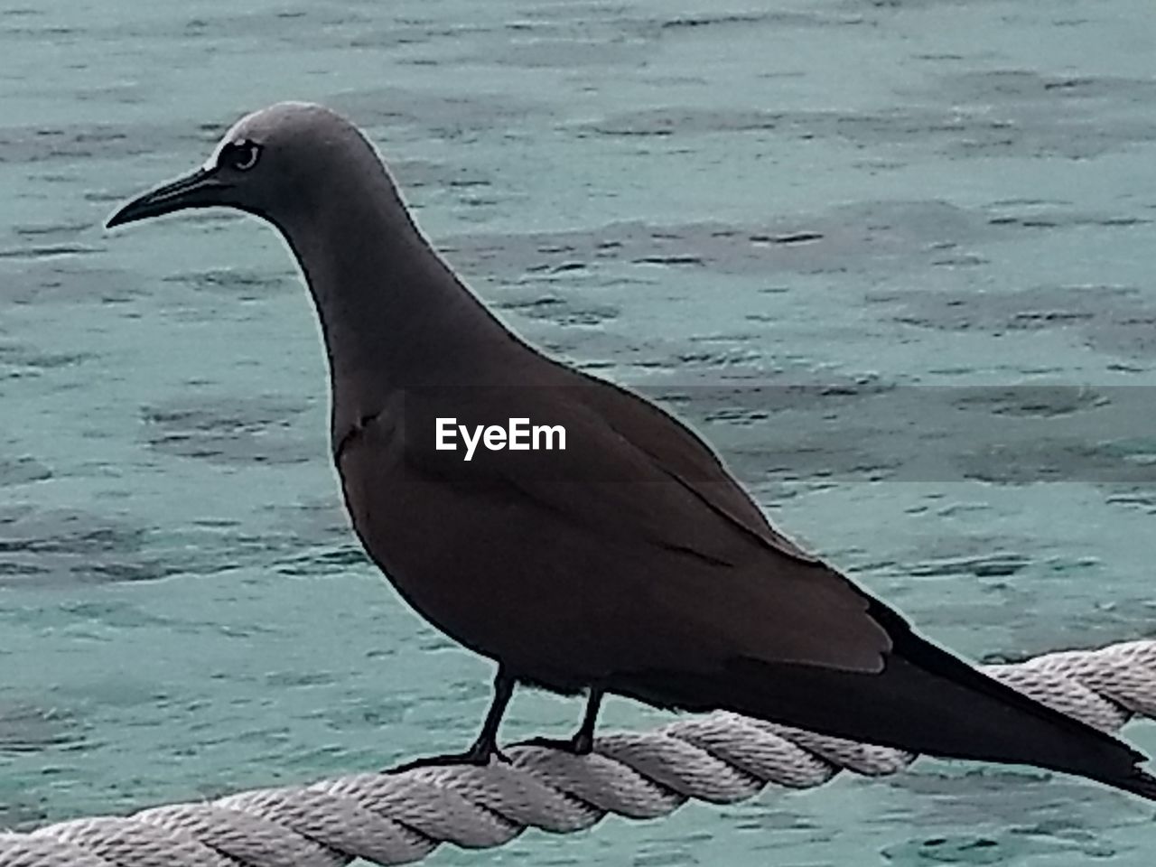 CLOSE-UP OF BIRD PERCHING ON SEA