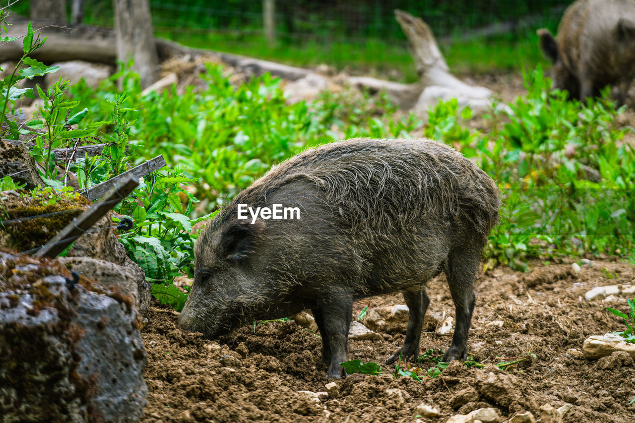 animal, animal themes, pig, peccary, mammal, boar, animal wildlife, wildlife, one animal, nature, domestic pig, wild boar, plant, no people, land, domestic animals, agriculture, livestock, outdoors, field, day, standing, zoo, full length, tree, walking