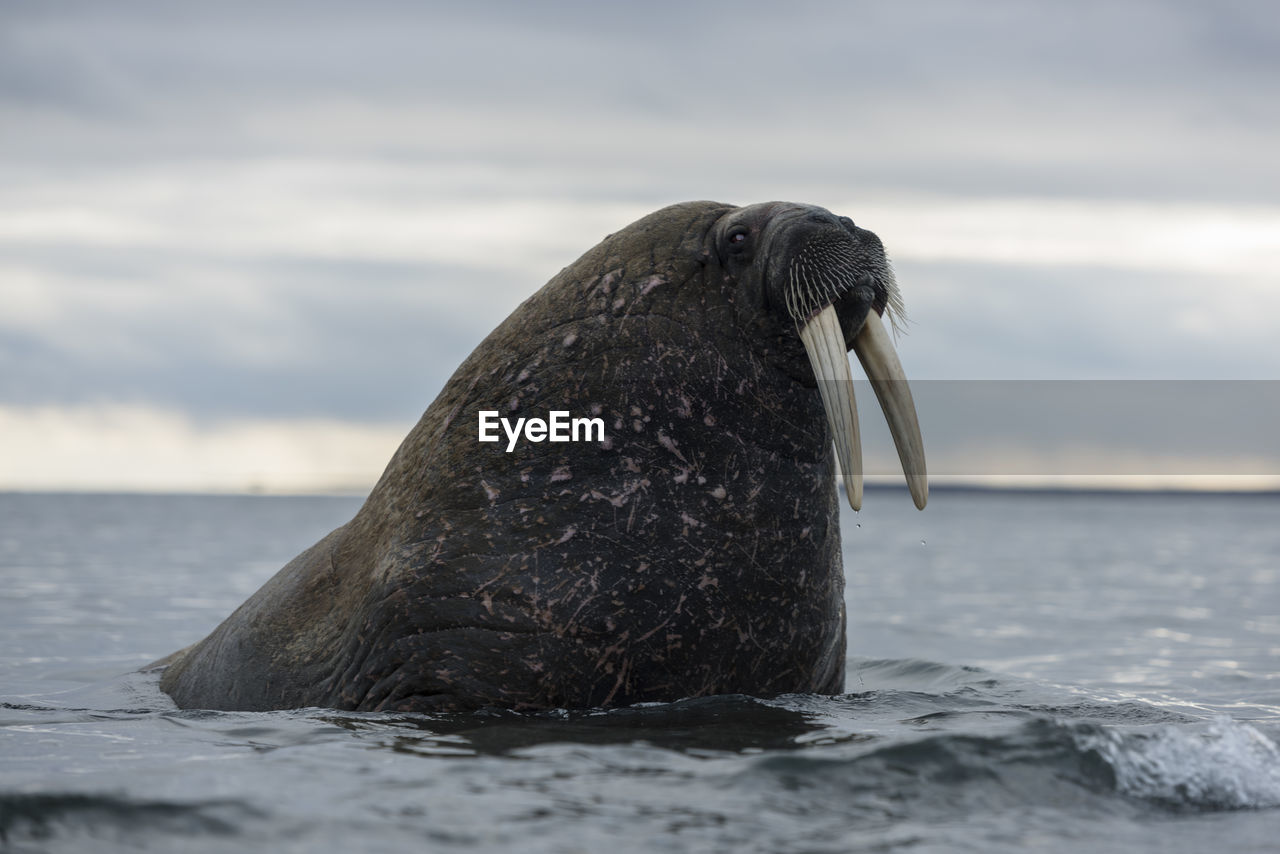 Close-up of walrus in sea against sky