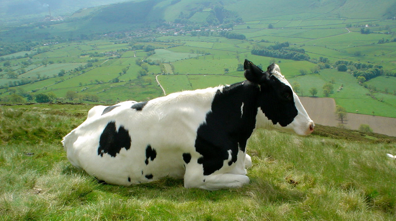 Scenic view of cow on grassy field 