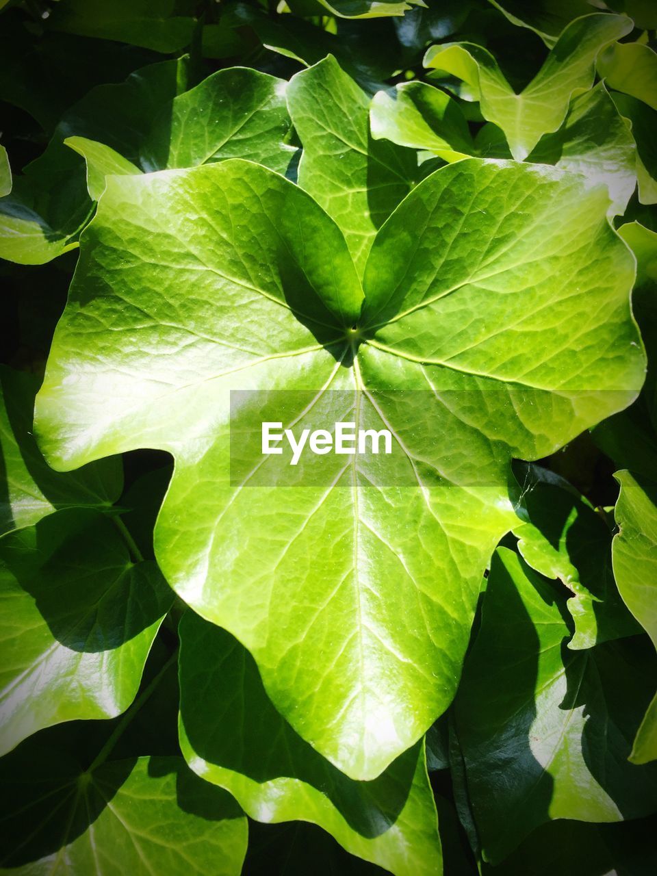 Close-up of leaves