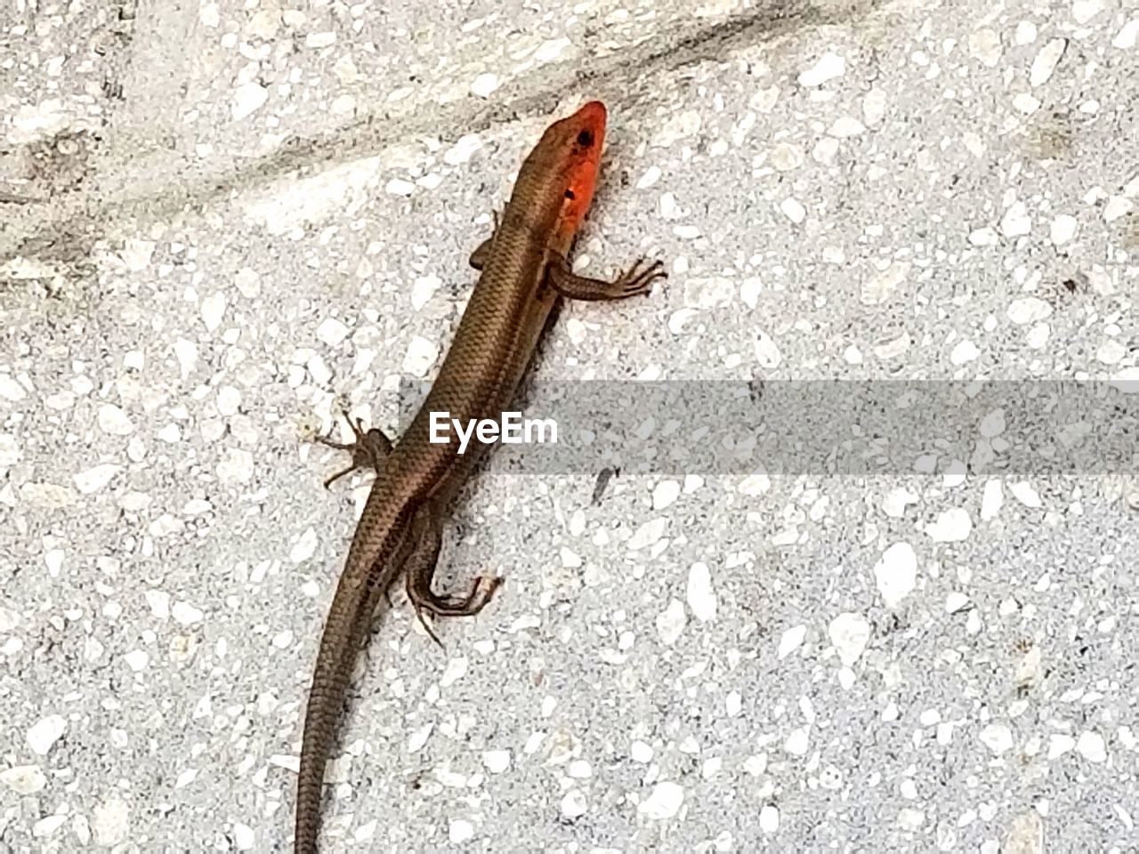 HIGH ANGLE VIEW OF A LIZARD ON GROUND