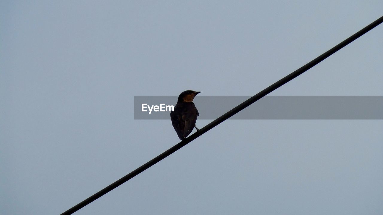 LOW ANGLE VIEW OF BIRDS PERCHING ON CABLE AGAINST SKY