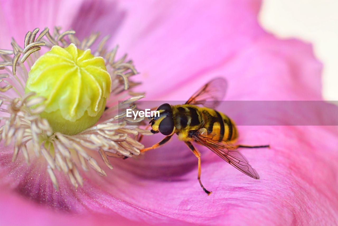 Close-up of bee pollinating a pink flower