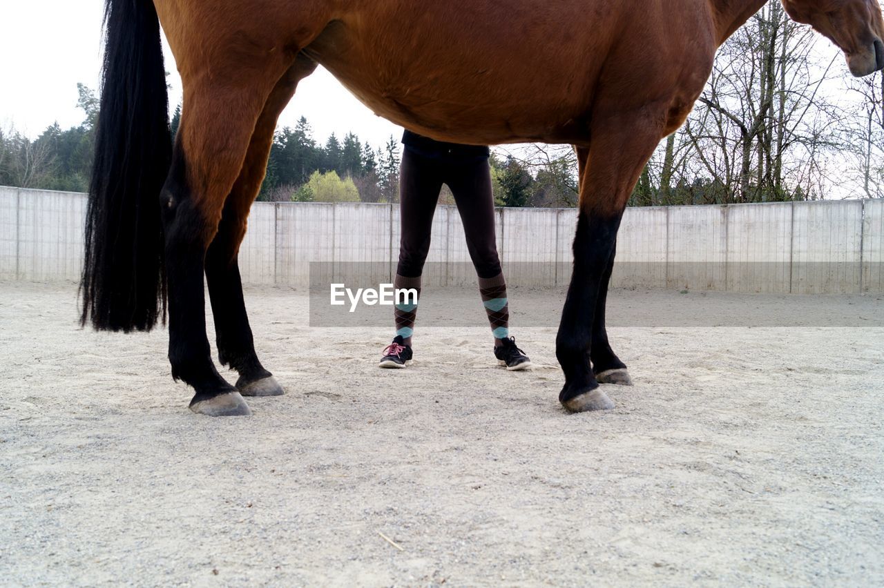 Low section of woman standing by horse at ranch