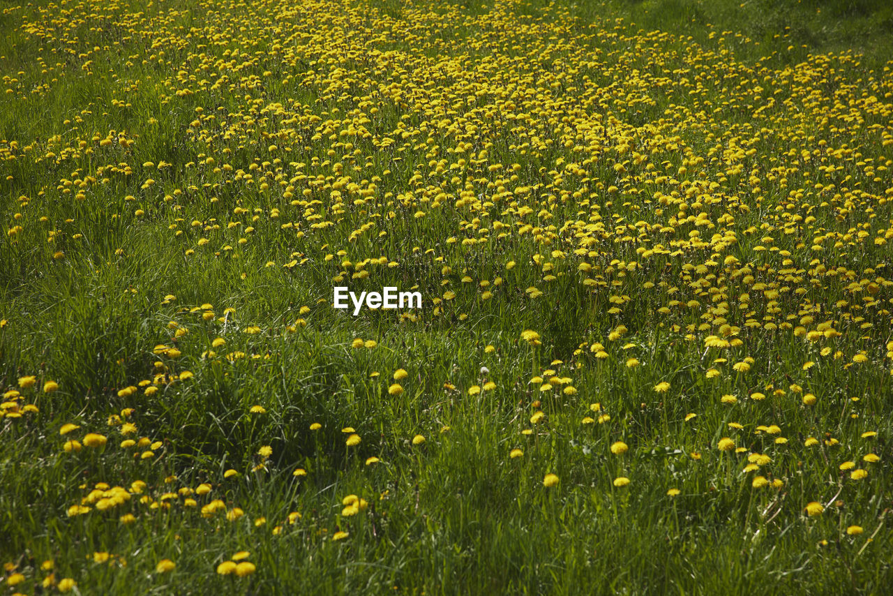 Dandelions flowering on meadow