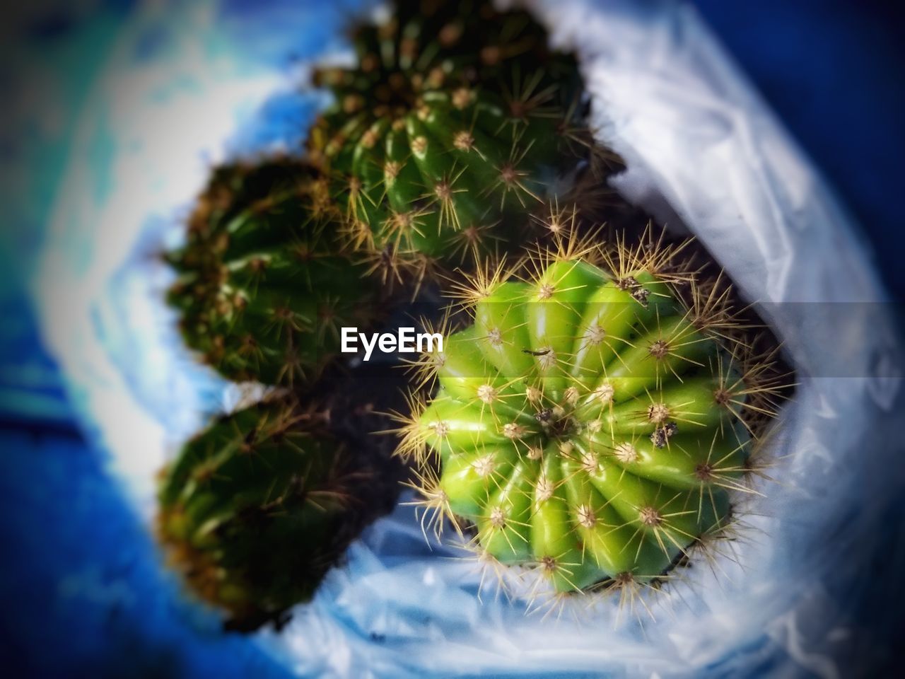 HIGH ANGLE VIEW OF CACTUS PLANT