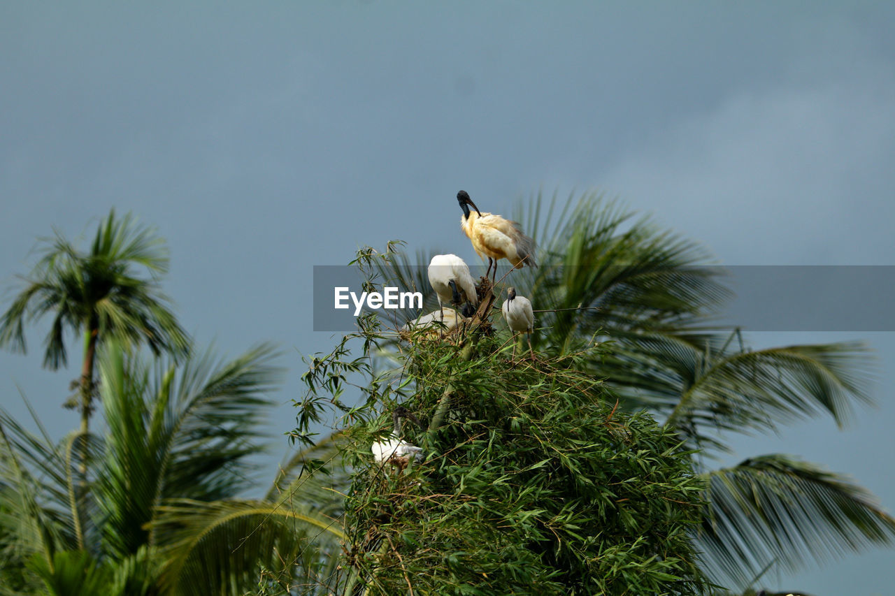 BIRD PERCHING ON A PALM TREE