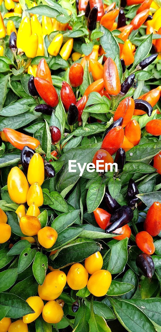 CLOSE-UP OF FRUITS AND LEAVES ON YELLOW CHILI