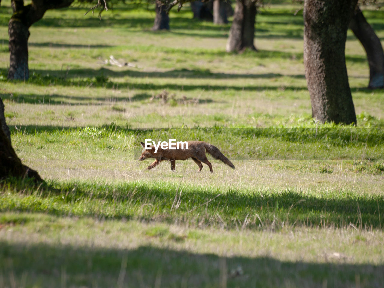 SIDE VIEW OF HORSE RUNNING ON GRASS