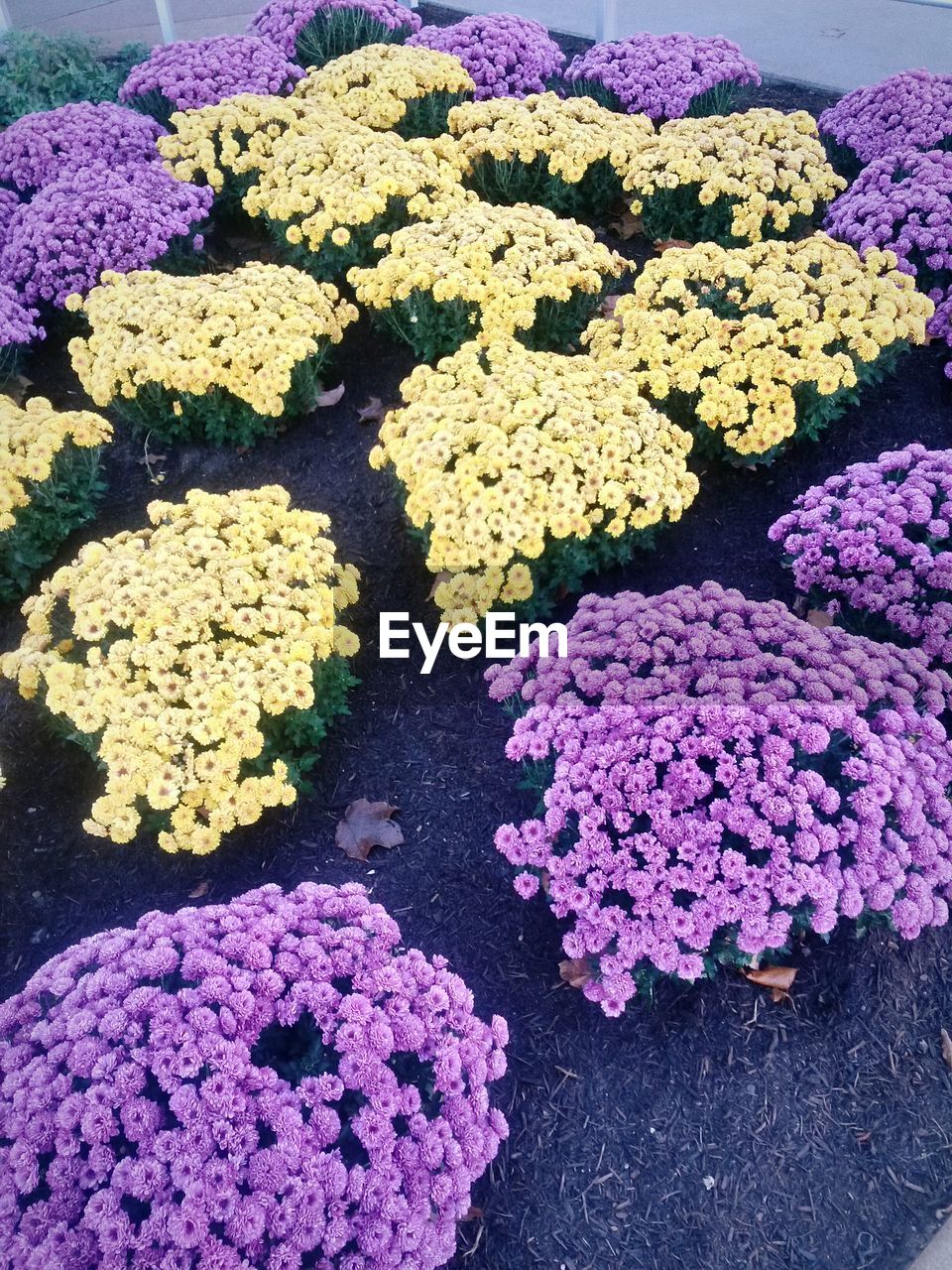High angle view of purple and yellow flowers in park