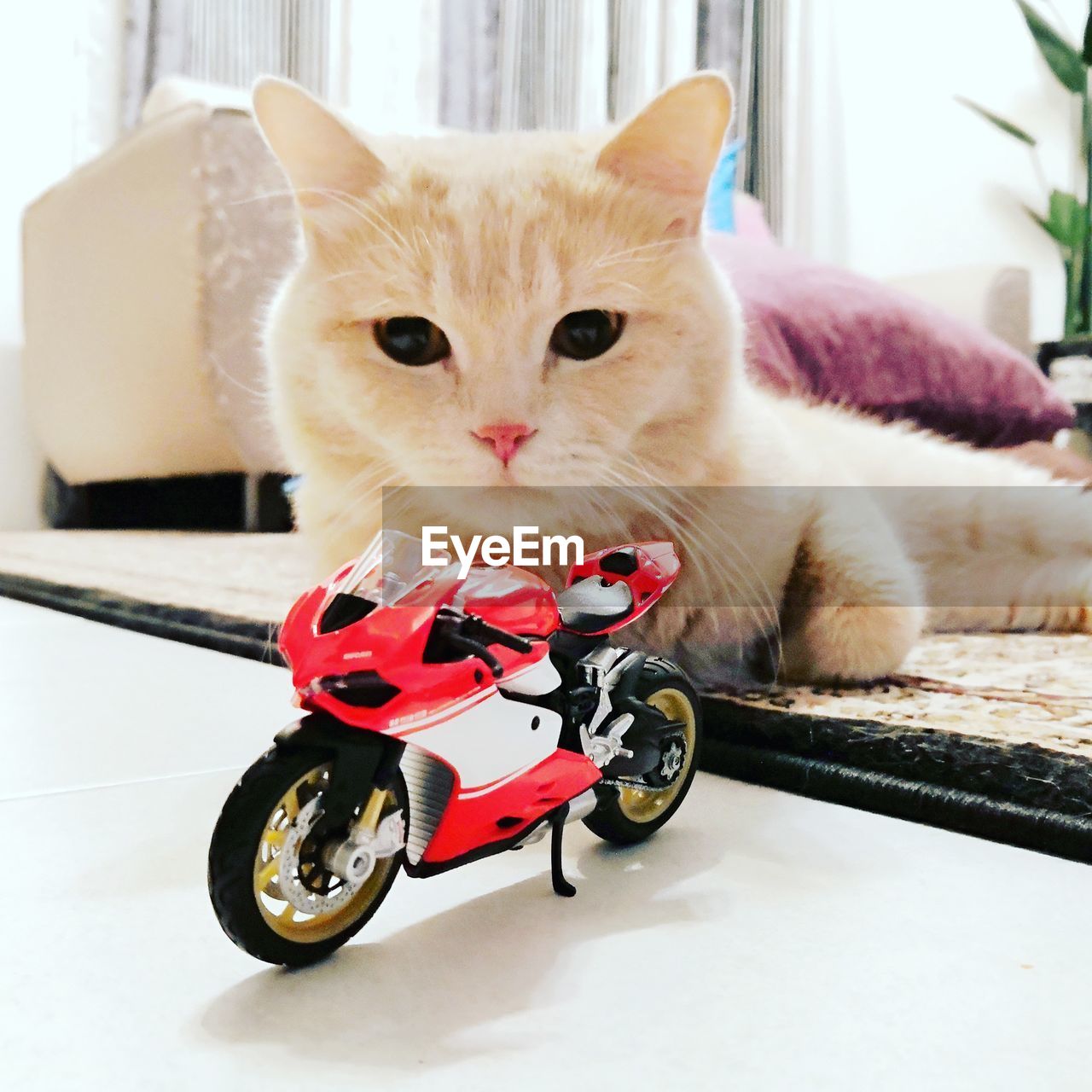 CLOSE-UP OF A CAT SITTING ON A TOY CAR