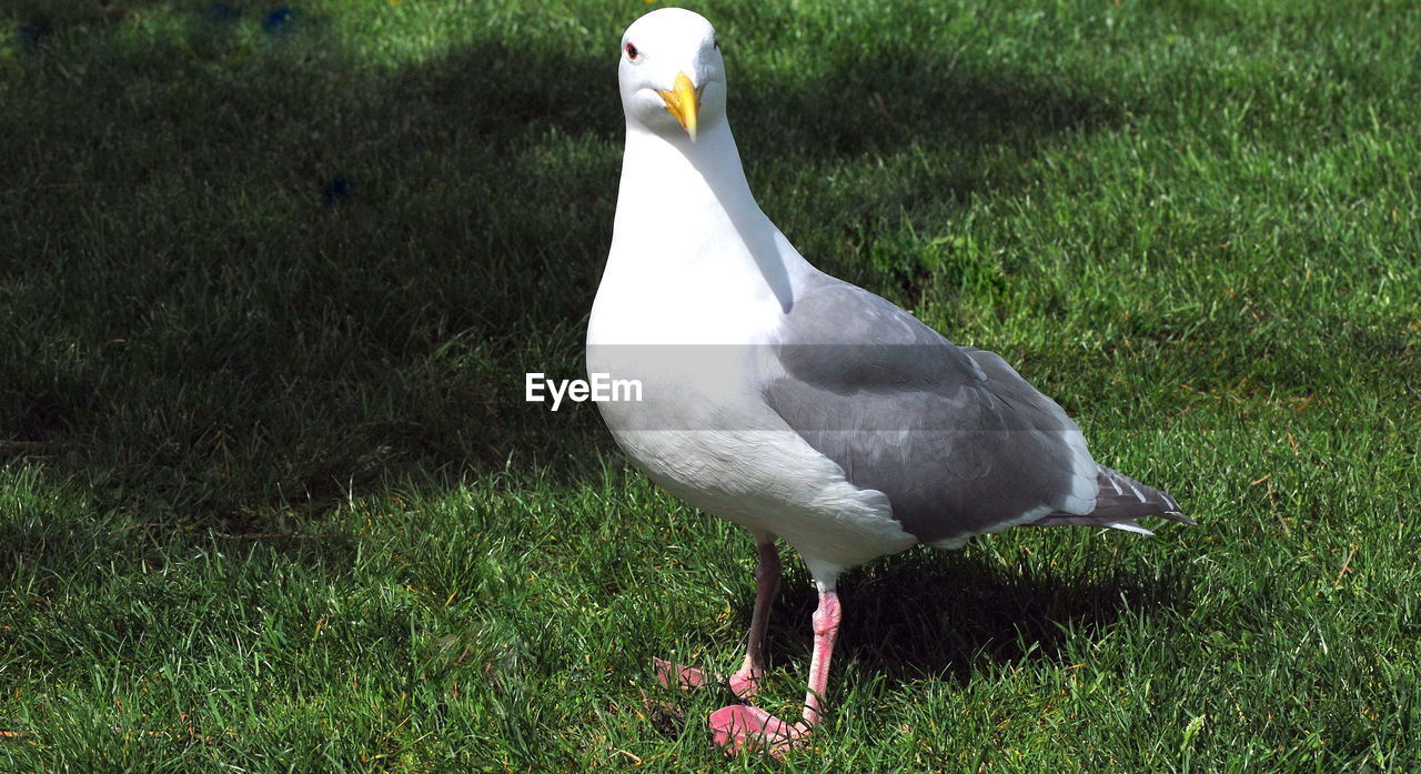 BIRD PERCHING ON A FIELD