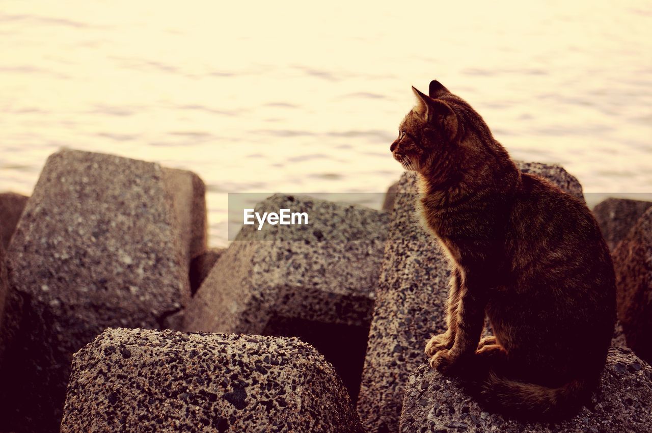 Close-up of cat by sea against stones