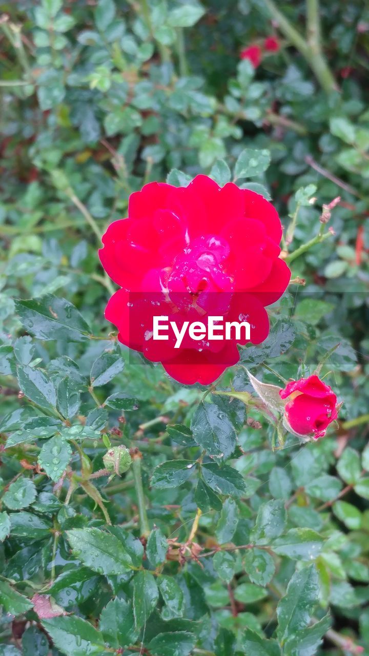 CLOSE-UP OF RED FLOWER BLOOMING IN PARK