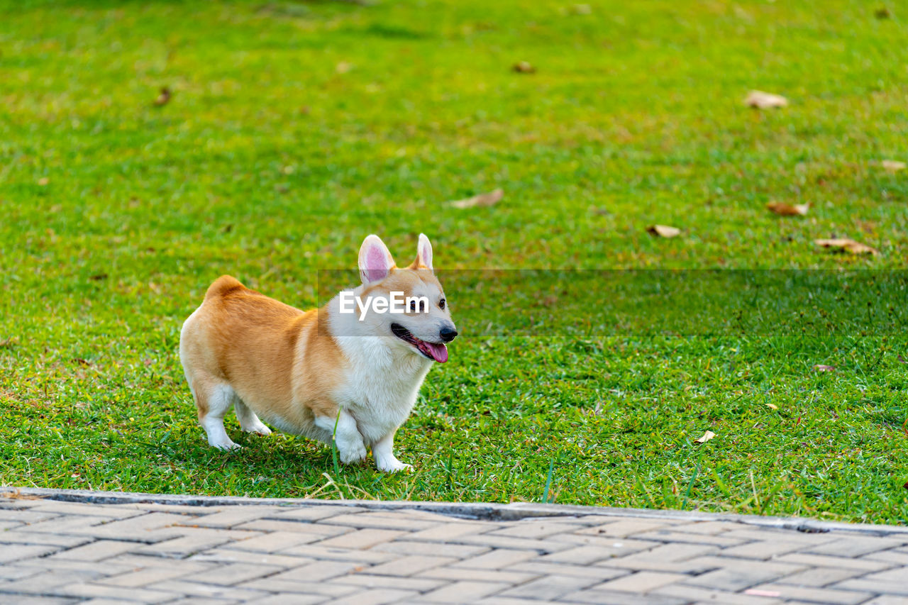 Adorable pembroke welsh corgi dog playing at summer park