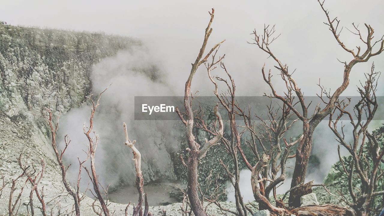 Panoramic shot of bare trees against sky