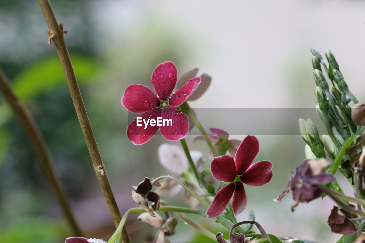 CLOSE-UP OF PINK FLOWERING PLANTS