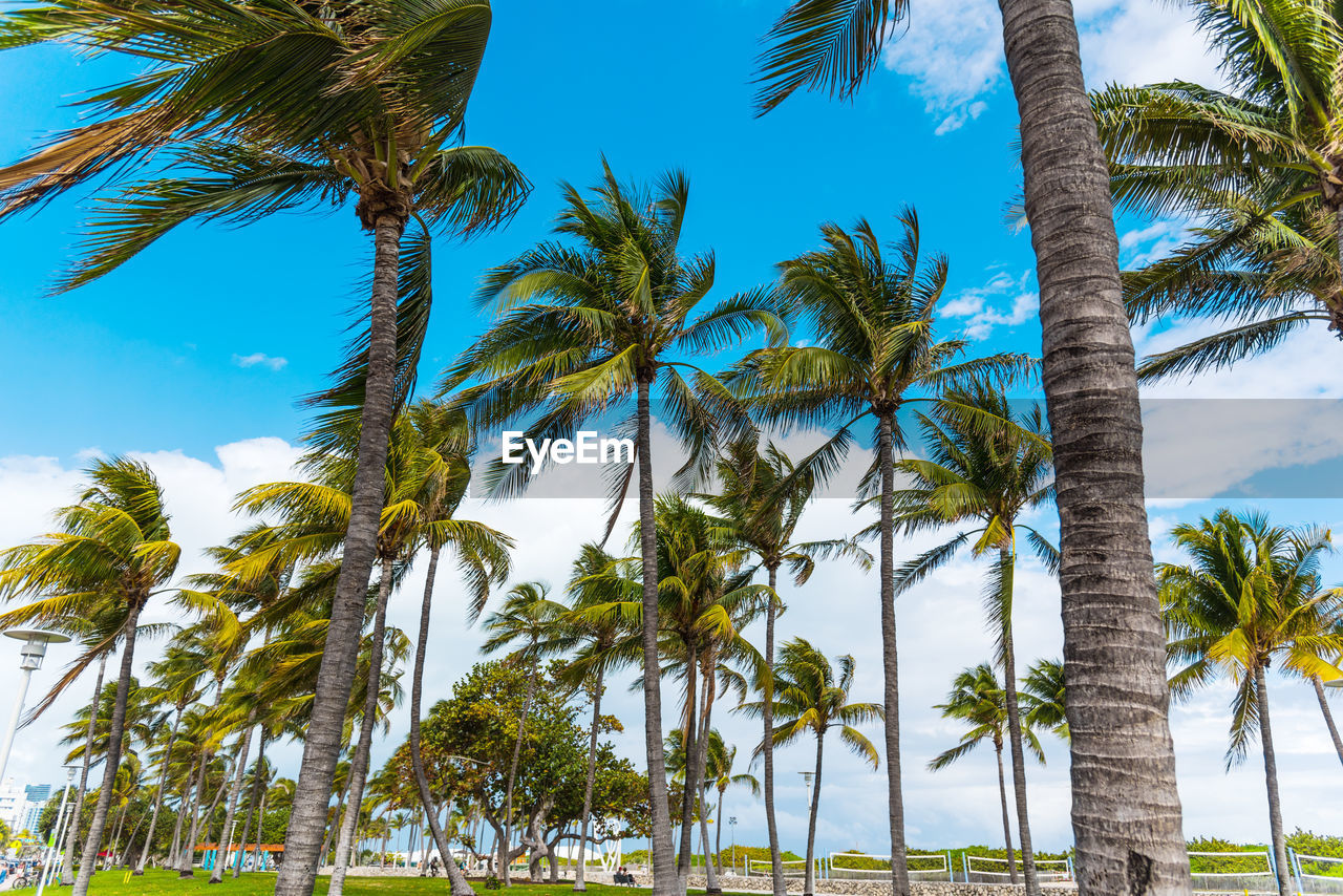 LOW ANGLE VIEW OF COCONUT PALM TREES