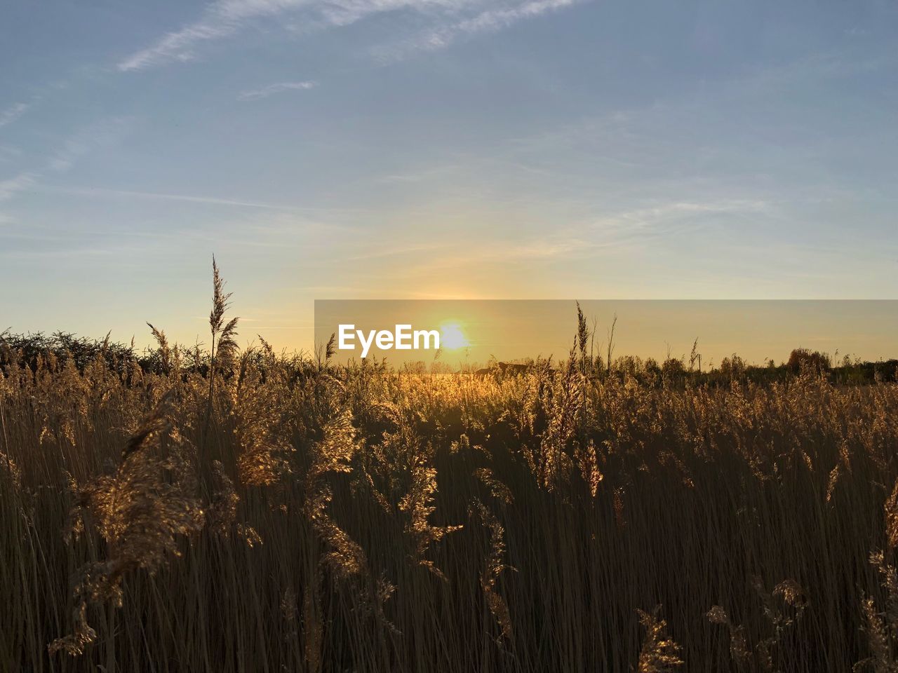 VIEW OF FIELD AGAINST SKY DURING SUNSET